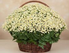 Цветочная композиция из Ромашки в корзине #REPLACE_PRED# Прибельский