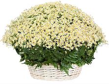 Цветочная композиция из Ромашки в корзине #REPLACE_PRED# Прибельский